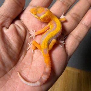 IMG_5010 jual gecko bell lavender stripe betina remaja juvenile bahan kontes
