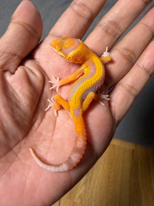 IMG_5010 jual gecko bell lavender stripe betina remaja juvenile bahan kontes