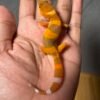 IMG_5012 jual gecko dark shtctb ph tremper incub jantan bahan bagus