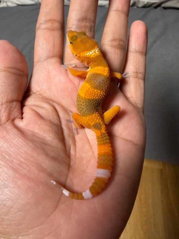 IMG_5012 jual gecko dark shtctb ph tremper incub jantan bahan bagus