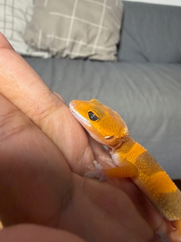 IMG_5013 "Dark" SHTCTB ph Tremper - incub Jantan - R261976 - BAHAN BAGUS