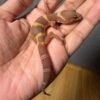 IMG_5021 jual gecko tangerine dark chocolate betina minus murah