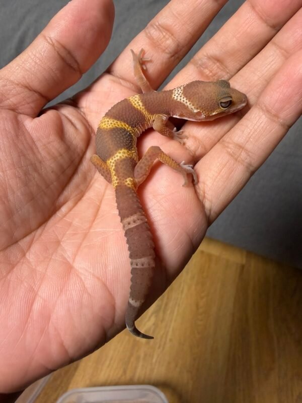 IMG_5021 jual gecko tangerine dark chocolate betina minus murah