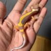 jual gecko tangerine tremper bold stripe jantan remaja juvenile