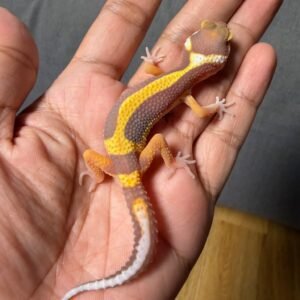 IMG_5025 jual gecko tangerine tremper bold stripe jantan remaja juvenile