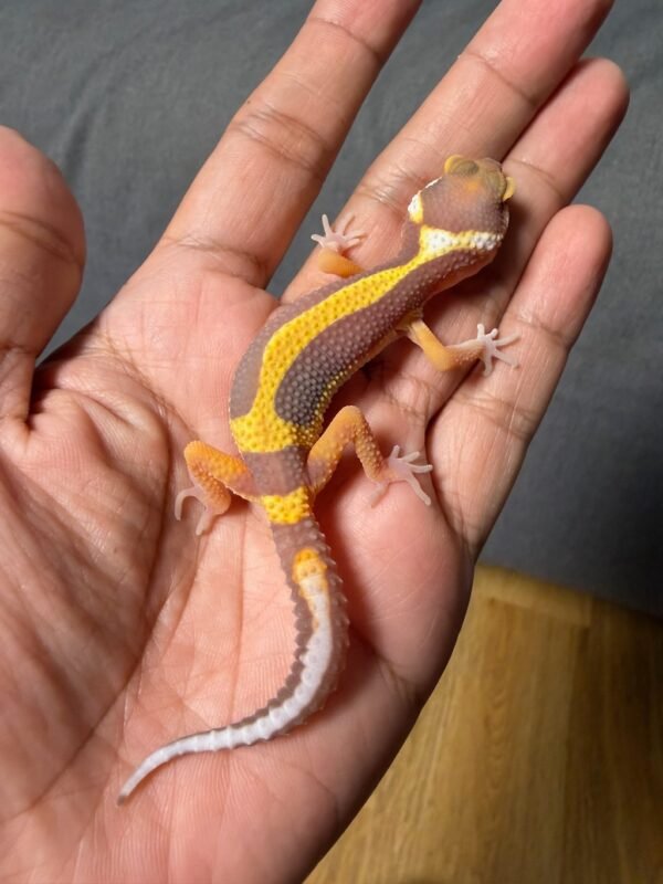 jual gecko tangerine tremper bold stripe jantan remaja juvenile