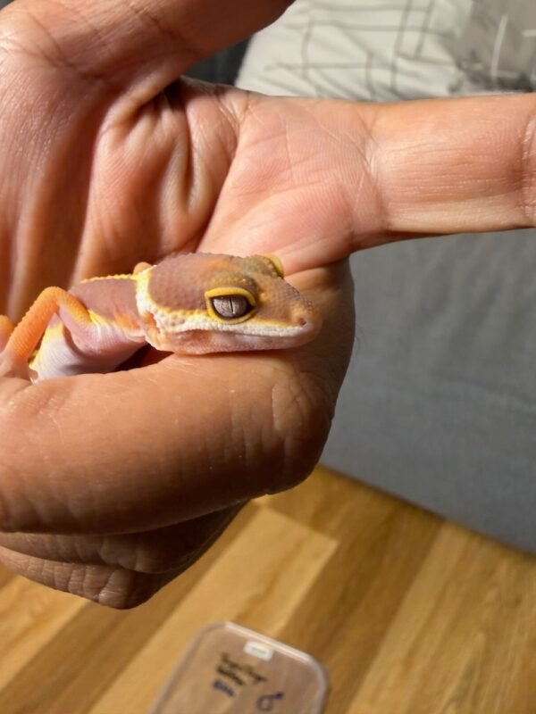 Tangerine Tremper Bold Stripe - Jantan - R261302