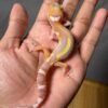 IMG_5028 jual gecko raptor stripe jantan juvenile remaja