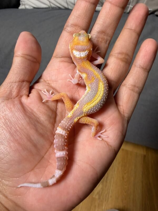 IMG_5028 jual gecko raptor stripe jantan juvenile remaja