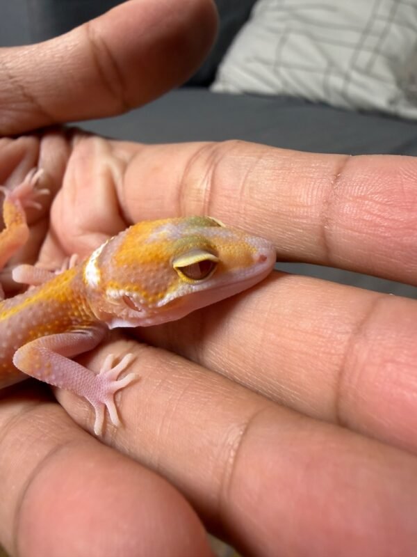 IMG_5029 RAPTOR Stripe - Jantan - R261469