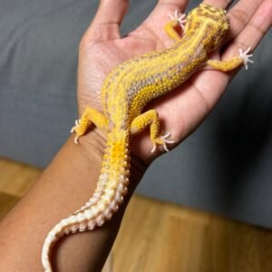 IMG_5031 jual gecko bell lavender stripe betina