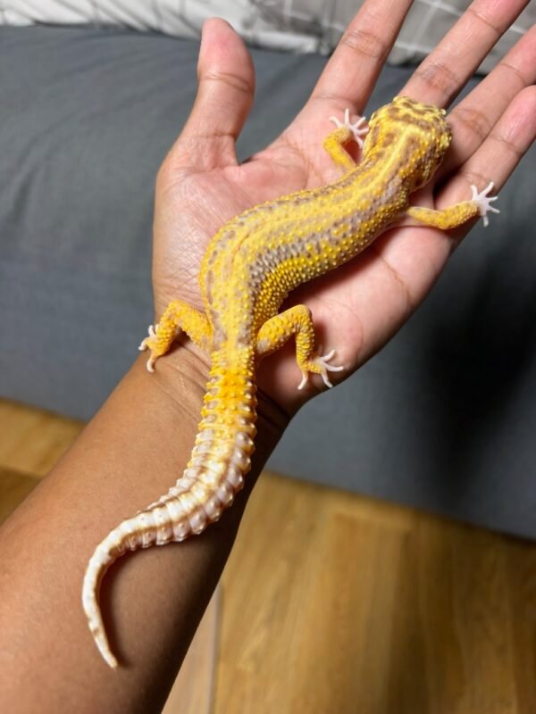IMG_5031 jual gecko bell lavender stripe betina