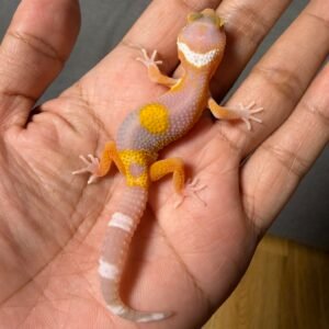 IMG_5034 jual gecko tangerine albino jungle incub jantan baby motif unik