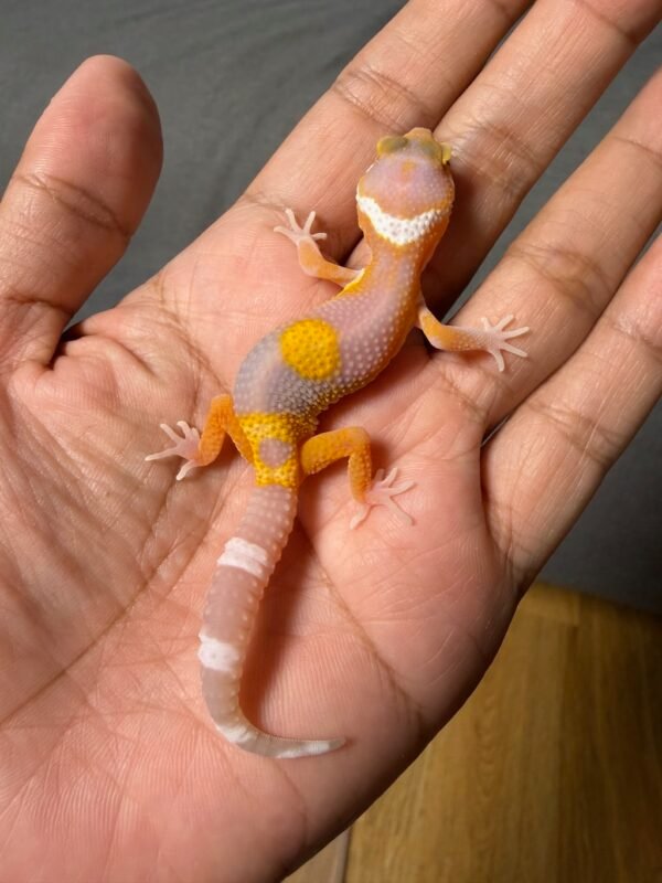 IMG_5034 jual gecko tangerine albino jungle incub jantan baby motif unik