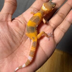 IMG_5036 jual gecko shtctb tomato line incub jantan baby murah