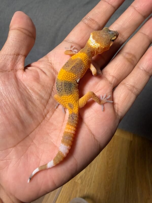 IMG_5036 jual gecko shtctb tomato line incub jantan baby murah