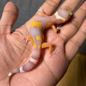 IMG_5043 jual gecko tangerine albino poss giant black night cross jantan