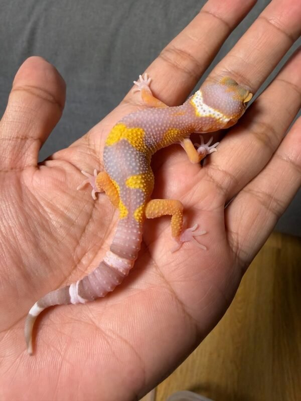 jual gecko tangerine albino poss giant black night cross jantan