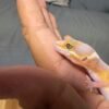 Tangerine Albino poss Giant Black Night Cross - Jantan - R262077 - RARE