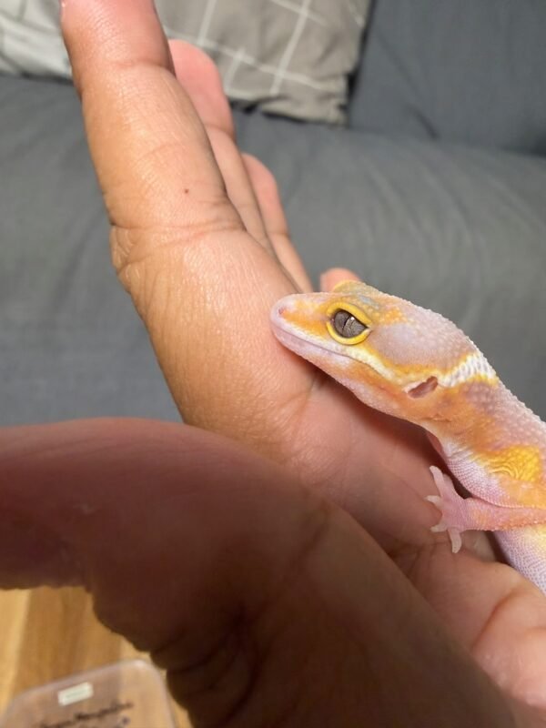Tangerine Albino poss Giant Black Night Cross - Jantan - R262077 - RARE