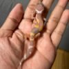 IMG_5055 jual gecko tangerine chocolate jungle incub jantan baby