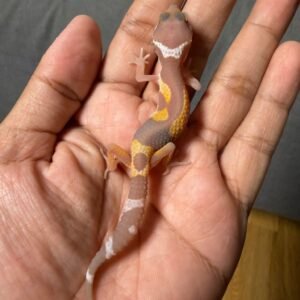 IMG_5055 jual gecko tangerine chocolate jungle incub jantan baby