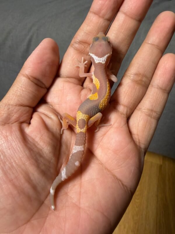 IMG_5055 jual gecko tangerine chocolate jungle incub jantan baby