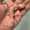 jual gecko tangerine raptor black night incub betina baby rare
