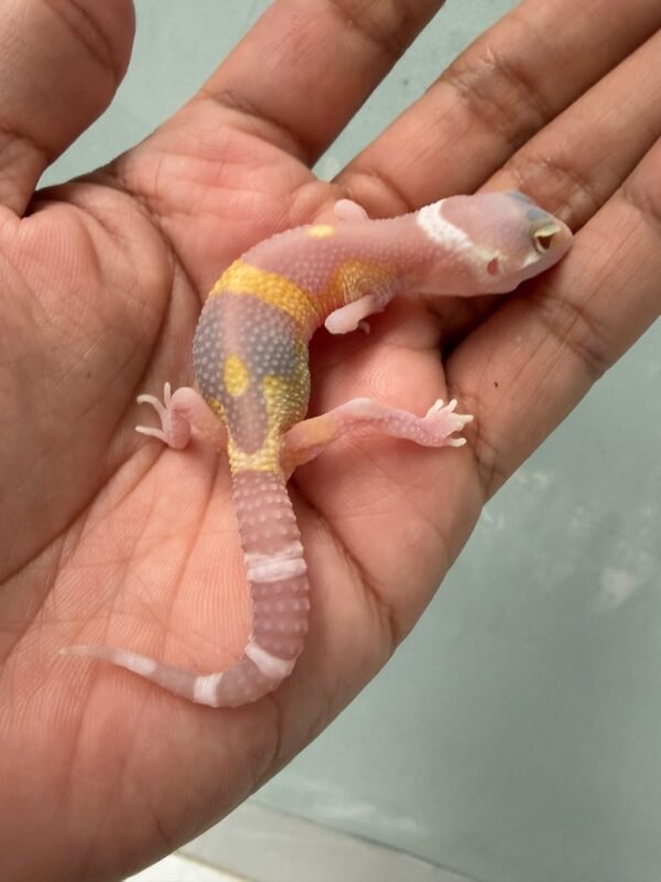 jual gecko tangerine raptor black night incub betina baby rare