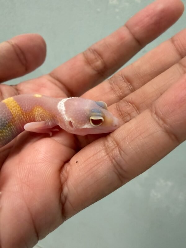 Tangerine RAPTOR Black Night - incub Betina - R262346 - RARE