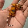 IMG_5104 jual gecko shtctb tomato line incub jantan baby