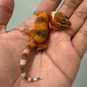 IMG_5104 jual gecko shtctb tomato line incub jantan baby