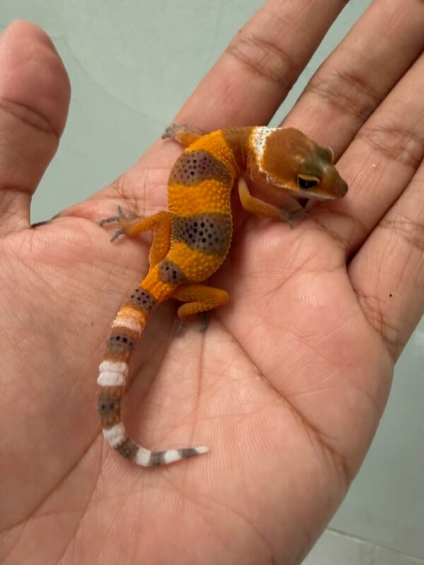 IMG_5104 jual gecko shtctb tomato line incub jantan baby