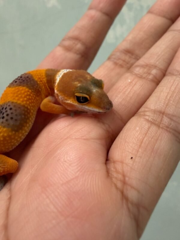 IMG_5105 SHTCTB Tomato Line het Tremper - incub Jantan - R262313