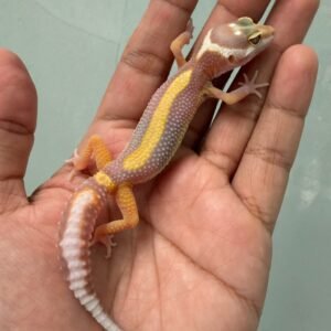 IMG_5107 jual gecko tangerine tremper bold stripe jantan