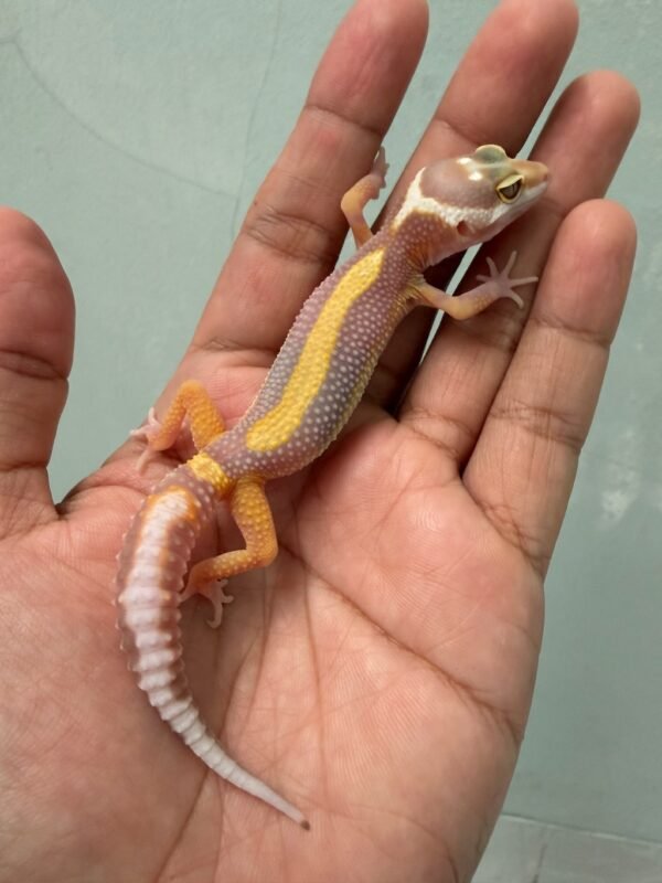 IMG_5107 jual gecko tangerine tremper bold stripe jantan