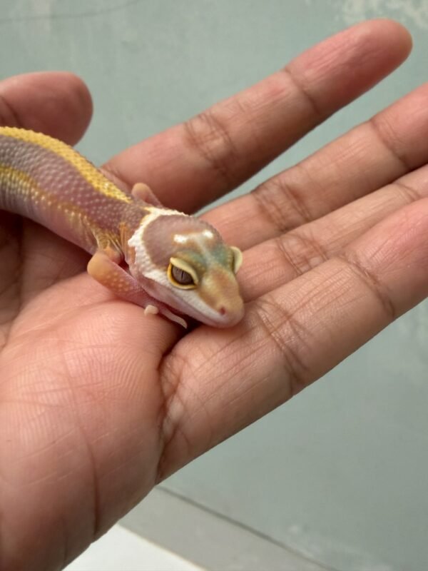 IMG_5108 Tangerine Tremper Bold Stripe - Jantan - R262008
