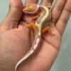 IMG_5114 jual gecko tangerine tremper bold stripe jantan baby big body