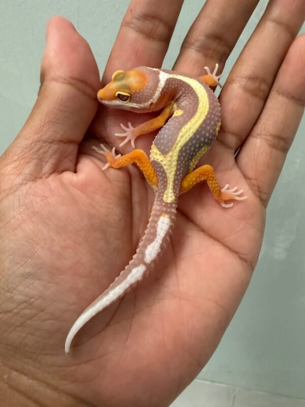 IMG_5114 jual gecko tangerine tremper bold stripe jantan baby big body