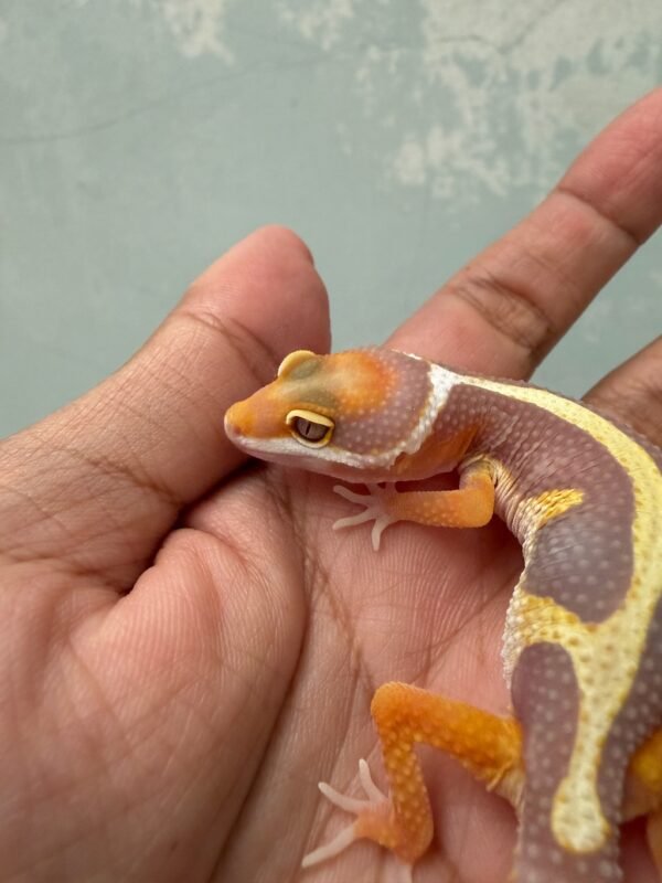 IMG_5115 Tangerine Tremper Bold Stripe - Jantan - R262218 - BIG BODY