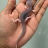 IMG_5123 jual gecko pied black night cross het blizzard incub jantan bahan panda