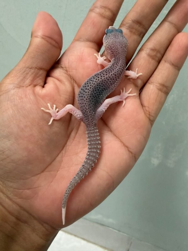 IMG_5123 jual gecko pied black night cross het blizzard incub jantan bahan panda