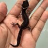 IMG_5129 jual gecko black night poss snow het tremper mp incub jantan baby