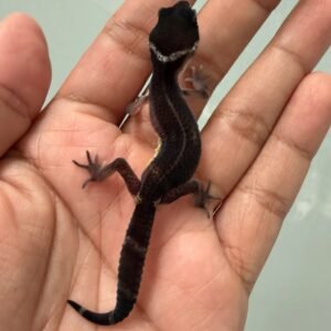 IMG_5129 jual gecko black night poss snow het tremper mp incub jantan baby