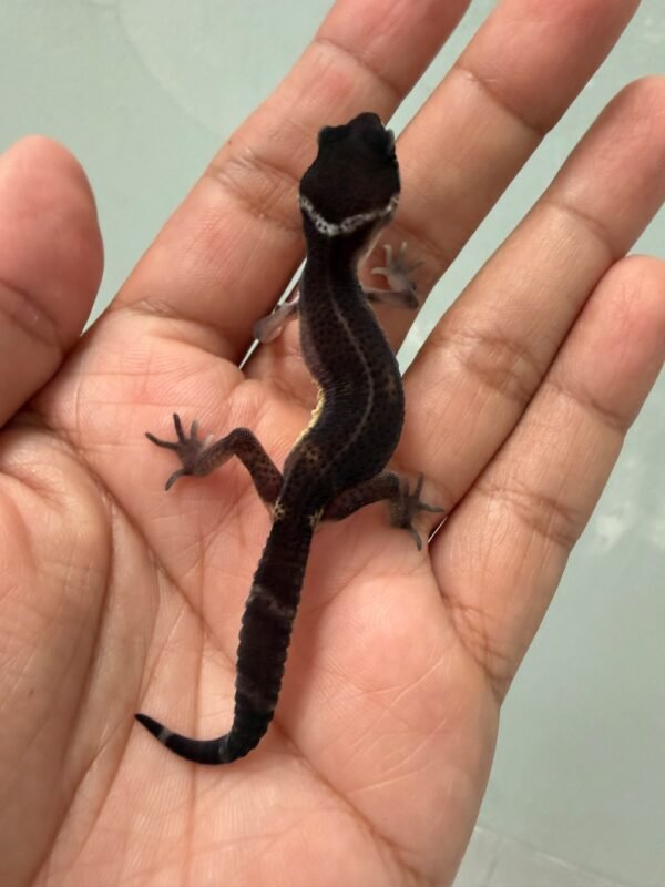 IMG_5129 jual gecko black night poss snow het tremper mp incub jantan baby