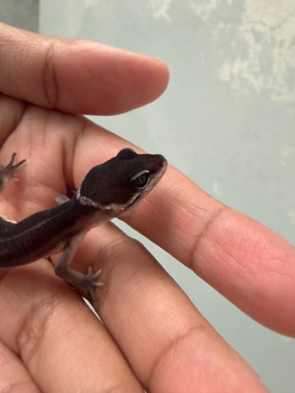 IMG_5130 Black Night poss Snow het Tremper MP - incub Jantan - R262145 - RARE GENETICS