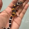 IMG_5132 jual gecko tangerine het bell albino incub jantan baby