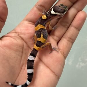 IMG_5132 jual gecko tangerine het bell albino incub jantan baby