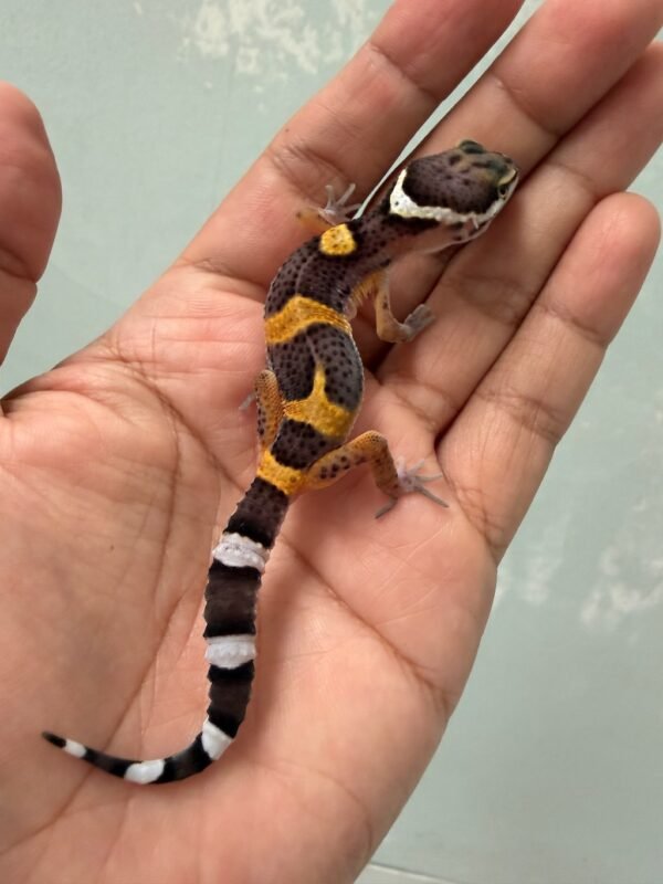 IMG_5132 jual gecko tangerine het bell albino incub jantan baby