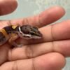 IMG_5133 Tangerine het Bell Albino - incub Jantan - R262175